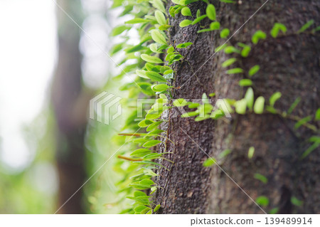 Tiny Green Leaves Sprouting Along Mossy Tree Trunk in Taiwan Forest Tiny Green Leaves Sprouting Along Mossy Tree Trunk in Taiwan Forest 139489914