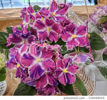 A lush arrangement of Saintpaulia 'RM Pavlina' flowers showcases large pink blooms with purple details. This display is set indoors, highlighting their beauty and vibrant colors. A lush arrangement of Saintpaulia 'RM Pavlina' flowers showcases large pink blooms with purple details. This display is set indoors, highlighting their beauty and vibrant colors. 139489928