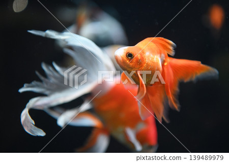 金魚優雅地遊動:動物園體現了傳統之美,而充滿生機的水岸則帶來了療癒的力量。 金魚優雅地遊動:動物園體現了傳統之美,而充滿生機的水岸則帶來了療癒的力量。 139489979