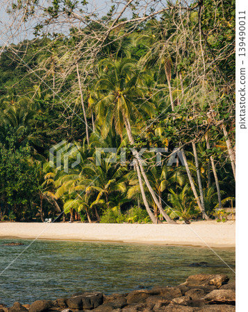Pristine White Sand Beach and Palm Trees Pristine White Sand Beach and Palm Trees 139490011