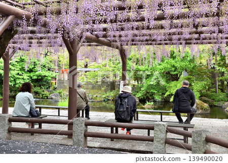 人們在西新井大師寺欣賞盛開的紫藤花。 139490020