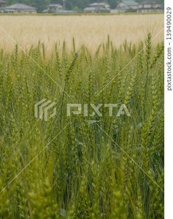 Wheat field Wheat field 139490029