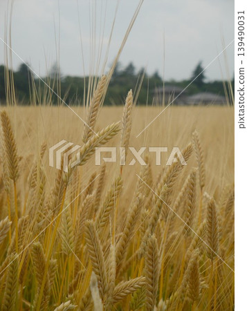Wheat field Wheat field 139490031