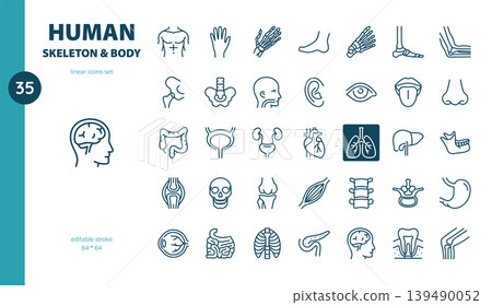 Human Skeleton and Body Linear Icon Set. Thin Line Illustrations of Human Bones, Organs and Body Parts for Anatomy, Healthcare and Medical Education. 139490052