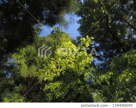 Young leaves shining in the forest Young leaves shining in the forest 139490095