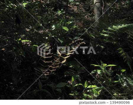 Sunlight filters through the trees, illuminating the ferns. 139490096