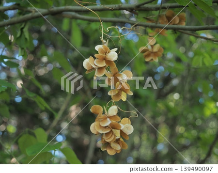 A landscape in a forest of fresh green leaves. A landscape in a forest of fresh green leaves. 139490097