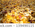 Maple leaves on fallen ginkgo leaves bathed in dappled sunlight. 139490115