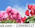 Pink cyclamen flowers under a blue sky 139490117
