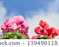 Pink cyclamen flowers under a blue sky 139490118