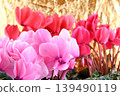 A close-up of a pink cyclamen flower against a gold background. 139490119