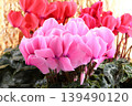 A close-up of a pink cyclamen flower against a gold background. 139490120