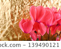 A close-up of a dark pink cyclamen flower against a gold background. 139490121