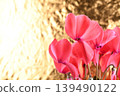 A close-up of a dark pink cyclamen flower against a gold background. 139490122