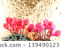 A deep pink cyclamen flower against a gold background. 139490123