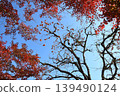 Maple leaves in the foreground, with a persimmon tree bearing fruit. 139490124