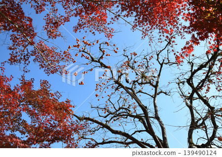 Maple leaves in the foreground, with a persimmon tree bearing fruit. Maple leaves in the foreground, with a persimmon tree bearing fruit. 139490124
