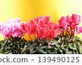 Pink cyclamen flowers against a gold background 139490125