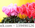 A close-up of a pink cyclamen flower against a gold background. 139490126