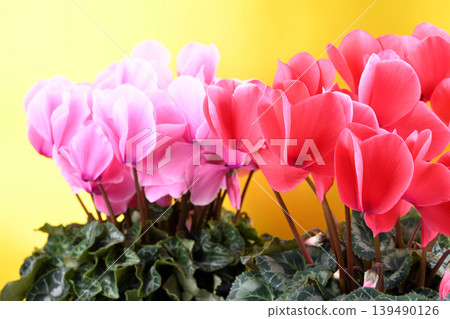 A close-up of a pink cyclamen flower against a gold background. A close-up of a pink cyclamen flower against a gold background. 139490126