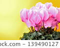 A close-up of a pink cyclamen flower against a gold background. 139490127