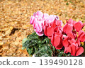 Cyclamen flowers against a backdrop of fallen ginkgo leaves 139490128
