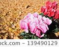 Cyclamen flowers against a backdrop of fallen ginkgo leaves 139490129