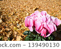 Cyclamen flowers against a backdrop of fallen ginkgo leaves 139490130