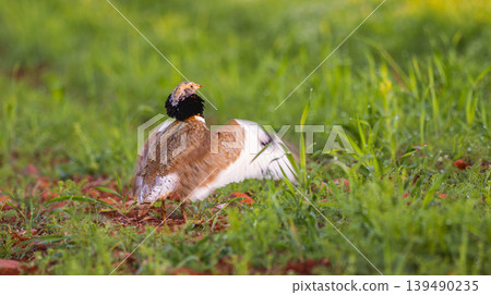 Little Bustard, Spain Little Bustard, Spain 139490235