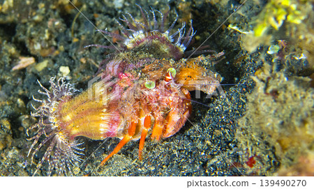 Anemone Hermit Crab, Lembeh, Indonesia Anemone Hermit Crab, Lembeh, Indonesia 139490270