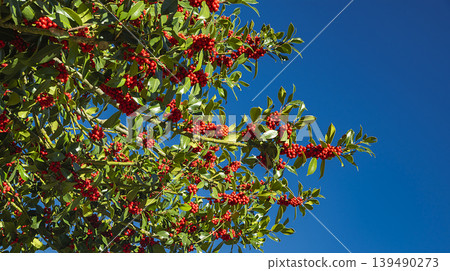 Acebal de Pradena Holly Forest, Spain 139490273