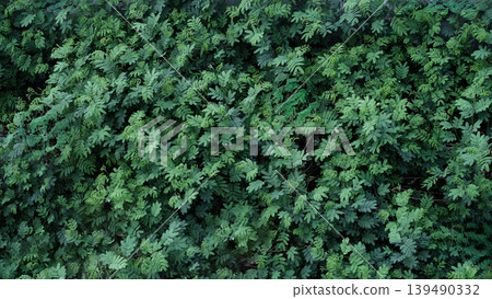 green leaves on a wall green leaves on a wall 139490332