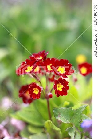報春花Poliansa花 報春花Poliansa花 139490470