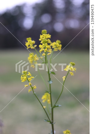 景觀與油菜花 景觀與油菜花 139490475