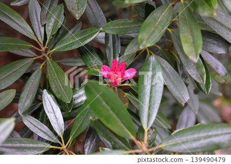 Compact rhododendron Compact rhododendron 139490479