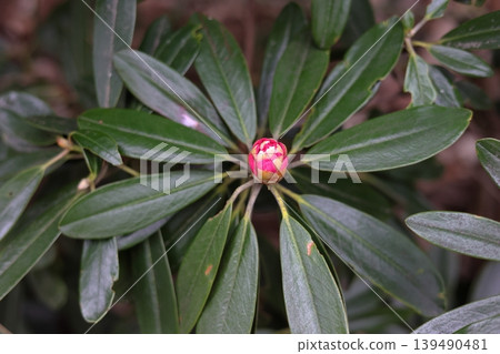 紅花杜鵑 紅花杜鵑 139490481