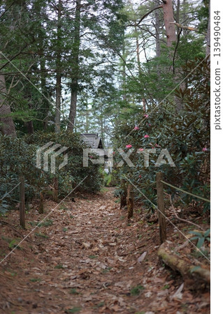 Red rhododendrons in the forest Red rhododendrons in the forest 139490484
