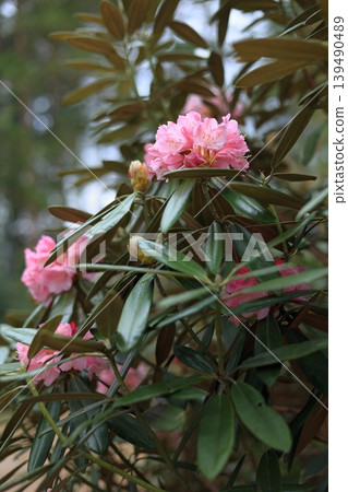 Rhododendron red flowers Rhododendron red flowers 139490489
