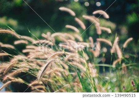 grass flowers in a fields at noon, shot with narrow focusing and partly blur grass flowers in a fields at noon, shot with narrow focusing and partly blur 139490515