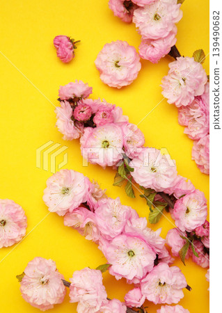 Pink almond flower blossoms in the spring on yellow background. Vertical photo Pink almond flower blossoms in the spring on yellow background. Vertical photo 139490682
