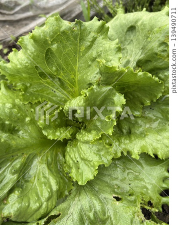 Fresh vegetables Fresh vegetables 139490711