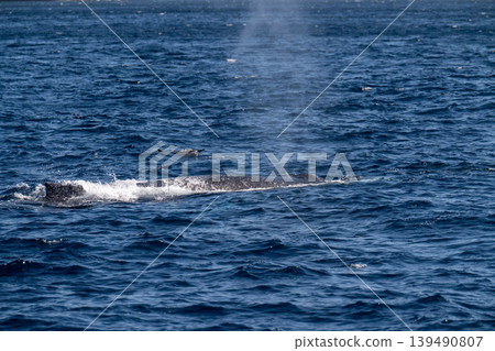 Humpback whale, Ogasawara Islands, Tokyo Humpback whale, Ogasawara Islands, Tokyo 139490807