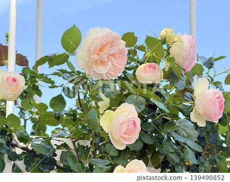 beautiful pink rose beautiful pink rose 139490852