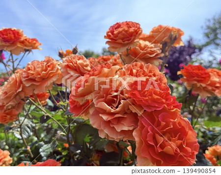 Blue sky and beautiful roses Blue sky and beautiful roses 139490854