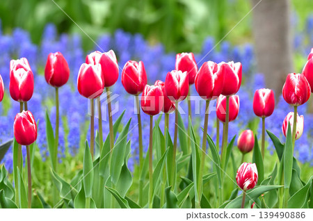Floating tulips Floating tulips 139490886
