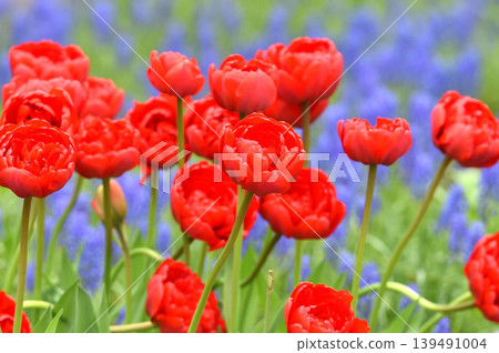 Tulips in bloom Tulips in bloom 139491004