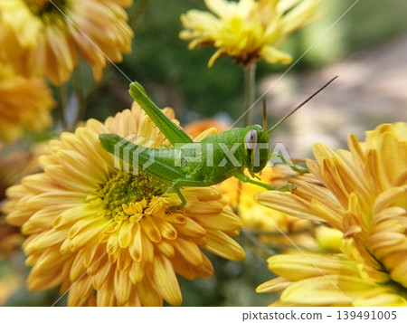 Close up of green wood locust or valanga nigricornis feeding on nectar of graceful zinnia flowers. Close up of green wood locust or valanga nigricornis feeding on nectar of graceful zinnia flowers. 139491005