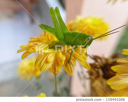 Close up of green wood locust or valanga nigricornis feeding on nectar of graceful zinnia flowers. Close up of green wood locust or valanga nigricornis feeding on nectar of graceful zinnia flowers. 139491006
