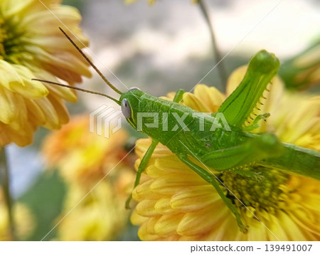 Close up of green wood locust or valanga nigricornis feeding on nectar of graceful zinnia flowers. Close up of green wood locust or valanga nigricornis feeding on nectar of graceful zinnia flowers. 139491007