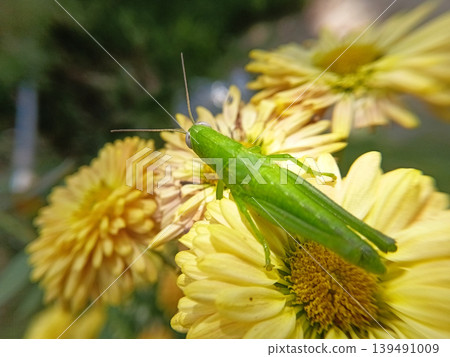 Close up of green wood locust or valanga nigricornis feeding on nectar of graceful zinnia flowers. Close up of green wood locust or valanga nigricornis feeding on nectar of graceful zinnia flowers. 139491009